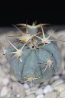 Echinocactus horizonthalonius PD 98.jpg